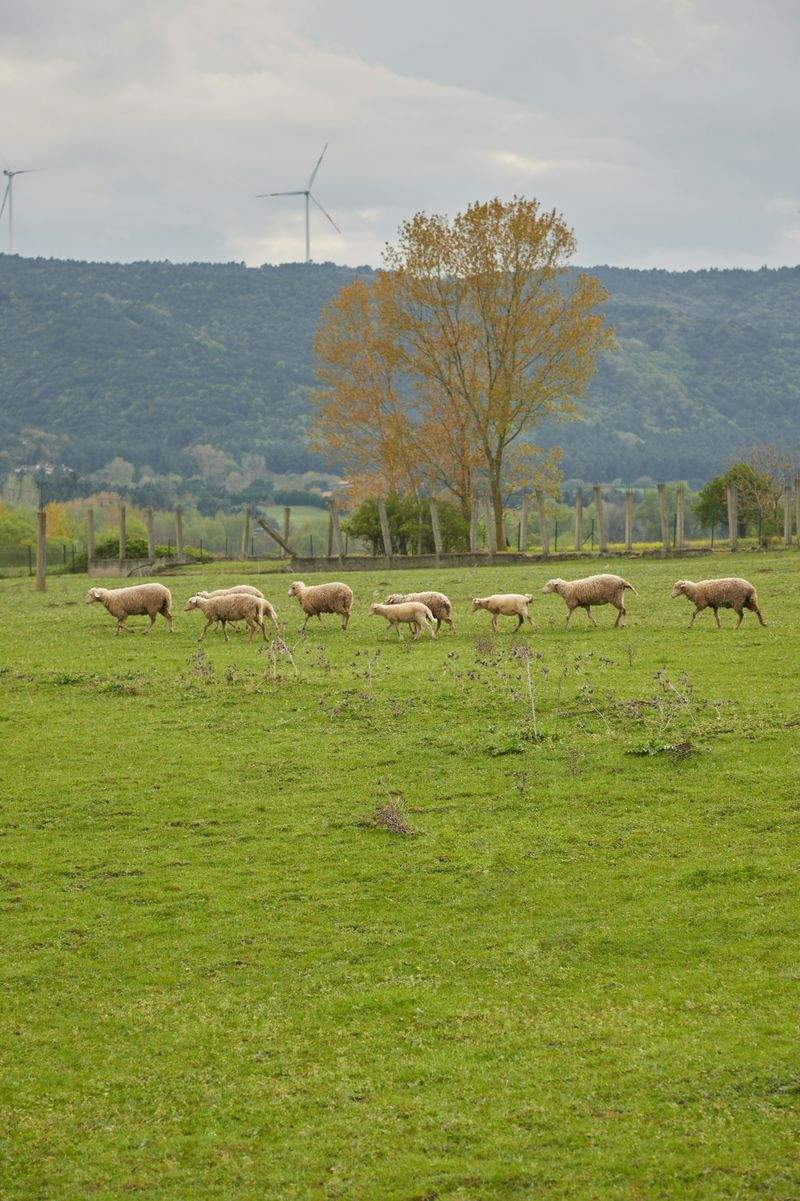 Ganadería Sierra del Valle 13