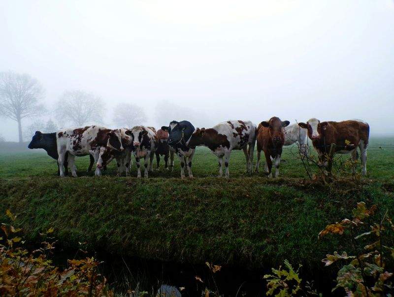 Asesoramiento técnico en alimentación y sanidad animal